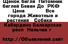 Щенок бигля. Питомник биглей Беван-До (РКФ) › Цена ­ 20 000 - Все города Животные и растения » Собаки   . Кабардино-Балкарская респ.,Нальчик г.